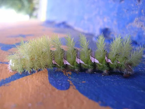 caterpillar: the larva of a butterfly or moth; leafworm