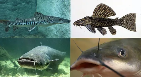 catfish: any fish of the order Siluriformes, mainly found in fresh water, lacking scales, and having barbels...