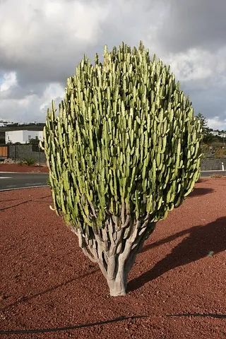 cathedral cactus: euphorbia trigona (African milk tree)