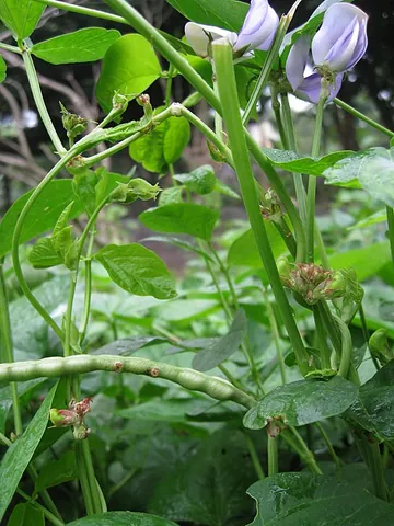 catjang: a cowpea native to Africa, Vigna unguiculata, sometimes Vigna unguiculata subsp. cylindrica, a...