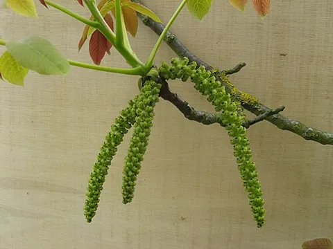 catkin: a type of inflorescence, consisting of an axis with many unisexual apetalous flowers along its...