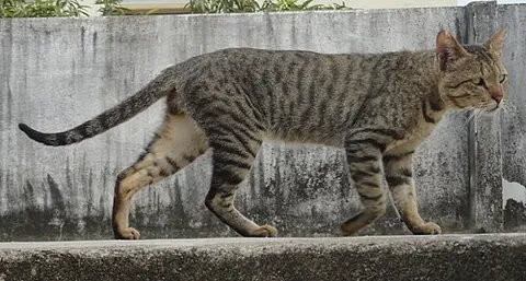 catlike: resembling a cat; feline