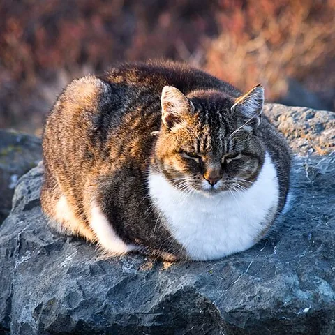 catloaf: the loaflike form of a domestic cat sitting with its paws and tail tucked underneath its body