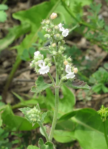 catnip: any of the about 250 species of flowering plant of the genus Nepeta, family Lamiaceae, certain of...
