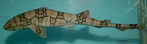 catshark: any of the sharks in the family Scyliorhinidae