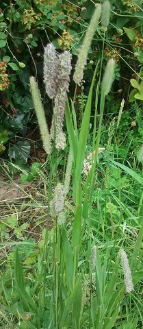 catstail: timothy grass (Phleum pratense)