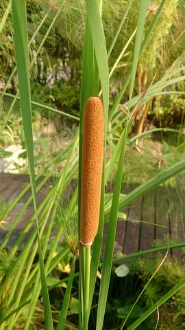 cattail: any of several perennial herbs, of the genus Typha, that have long flat leaves, and grow in marshy...