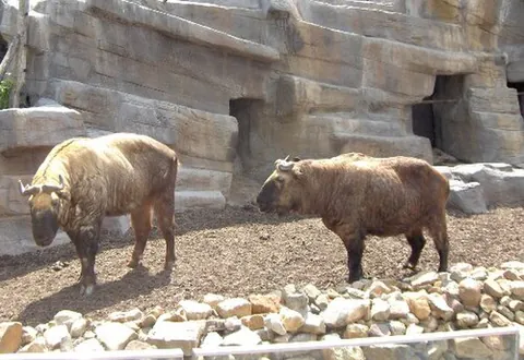 cattle chamois: budorcas taxicolor