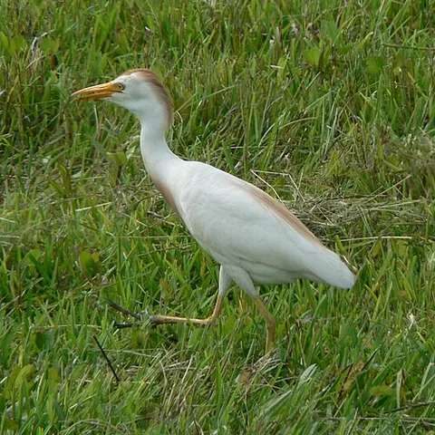 cattle egret: a small egret, Bubulcus ibis, of the heron family (Ardeidae)