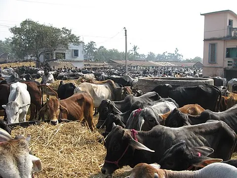 cattle market: a market where people buy and sell cows