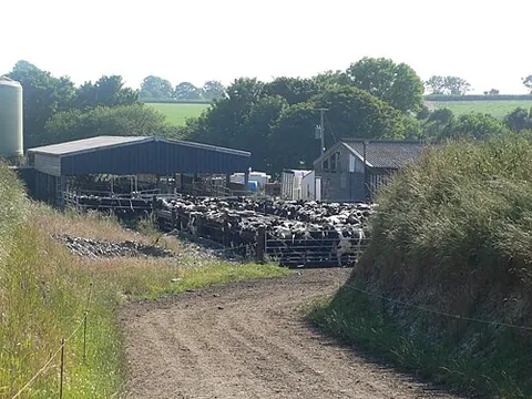 cattle pen: an enclosure for cattle, for use when required