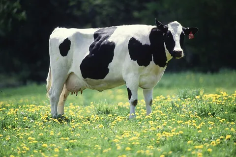cattle: domesticated animals of the species Bos taurus (cows, bulls, steers, oxen etc), and other hoofed...