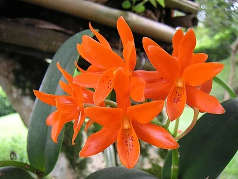 cattleya: any plant of the genus Cattleya, a genus of orchids