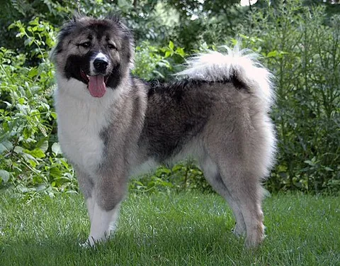 caucasian shepherd: a dog of a large breed commonly used to guard livestock