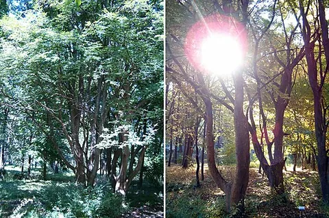 caucasian zelkova: a tree of species Zelkova carpinifolia