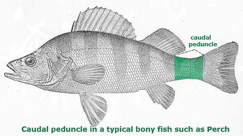 caudal peduncle: the narrow part of a fish's body to which the caudal or tail fin is attached. Its proportions, such...