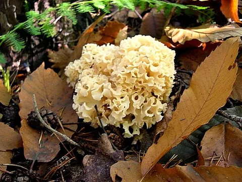 cauliflower mushroom: any member of the genus Sparassis of parasitic and saprobic mushrooms