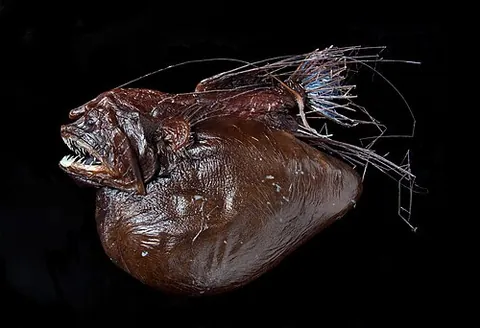caulophrynid: any fish in the family Caulophrynidae of fanfins or hairy anglerfish