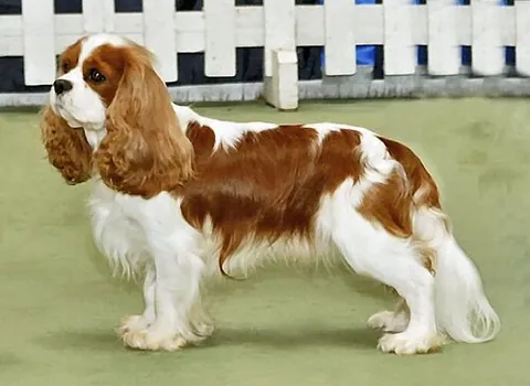 cavalier king charles spaniel: a small breed of spaniel having a flat head, short muzzle, long ears, and long silky coat of...