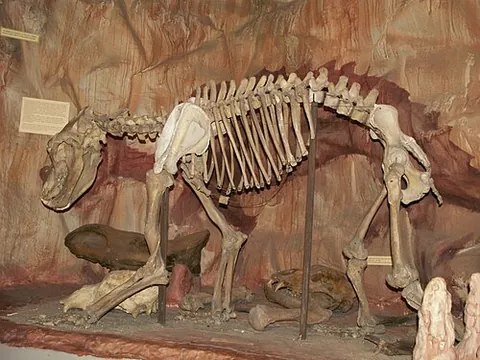 cave bear: a large extinct species of bear, †Ursus spelaeus
