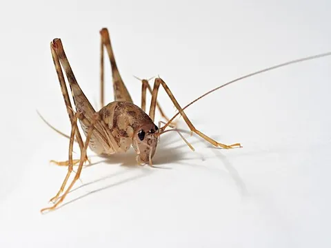 cave cricket: any cricket of the family Rhaphidophoridae