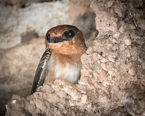 cave swallow: a medium-sized, squarish-tailed swallow (Petrochelidon fulva)