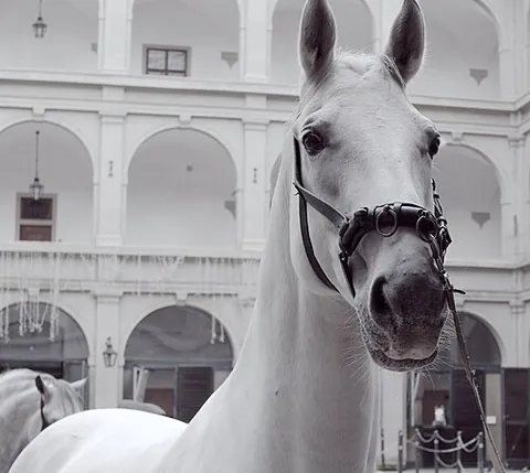 cavesson: a part of a horse's bridle that consists of a headstall with a noseband. When a martingale is used,...