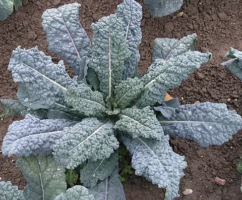 cavolo nero: a cultivar of kale (Brassica oleracea var. acephala) with dark blue-green leaves, traditionally...