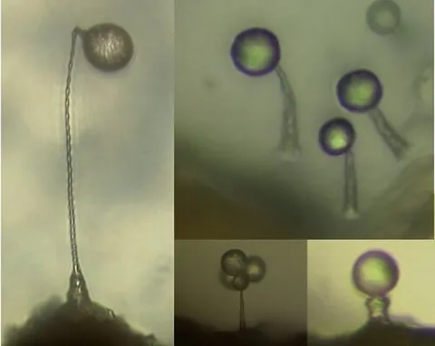cavosteliid: any slime mold of the family Cavosteliidae