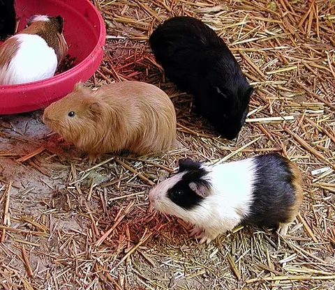 cavy: synonym of domestic guinea pig