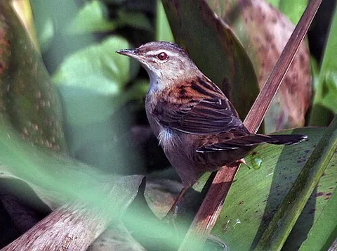 pallas's grasshopper warbler: locustella certhiola, an Old World warbler
