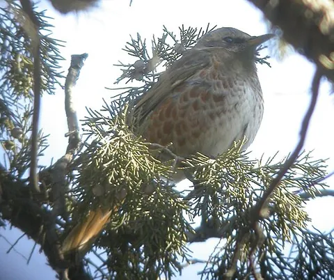naumann's thrush: a Eurasian thrush (Turdus naumanni)
