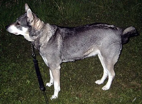 jämthund: a breed of dog of the spitz type that is found in Northern Europe, eponymous with Jämtland