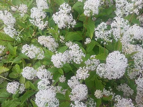 ceanothus: any of the genus Ceanothus of North American buckthorns