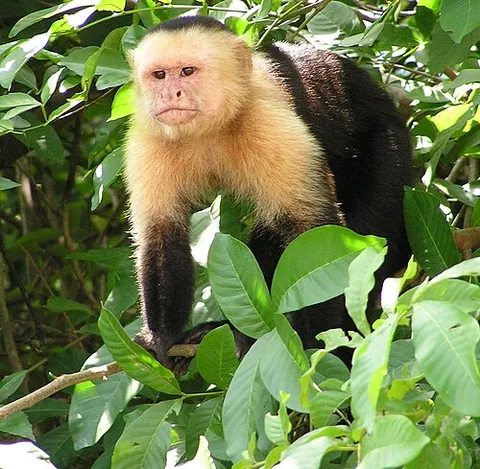 cebine: of or pertaining to capuchin monkeys