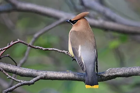 cedar waxwing: a medium-sized passerine bird native to North and Central America (Bombycilla cedrorum)