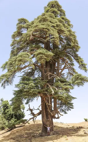 cedar: a coniferous tree of the genus Cedrus in the family Pinaceae