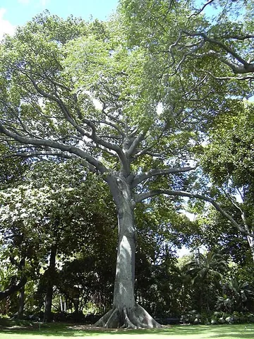 ceiba: any tree of the genus Ceiba, the best-known of which is Ceiba pentandra