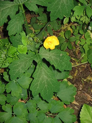 celandine poppy: a plant of the species Stylophorum diphyllum