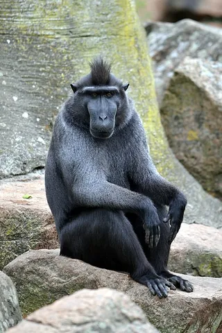 celebes crested macaque: macaca nigra, an Old World monkey found on Sulawesi and neighbouring islands