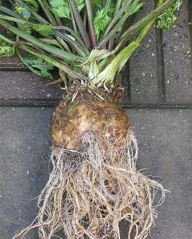 celeriac: a form of celery, Apium graveolens, having an aromatic taproot eaten as a vegetable