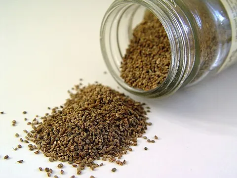 celery seed: the seed of the plant celery, Apium graveolens, used as a seasoning in cooking