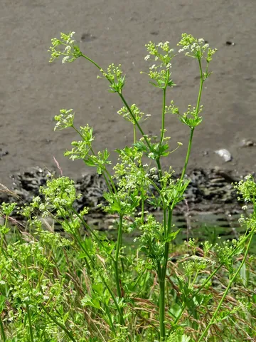 celery: a European herb (Apium graveolens) of the carrot family