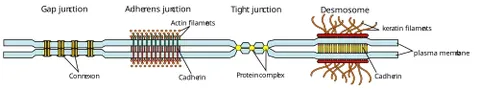 cell junction: a specialized structure that links adjacent cells together or connects cells to the extracellular...