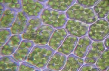 cell wall: a rigid, non-living structural layer located outside the cell membrane in certain cells, such as...