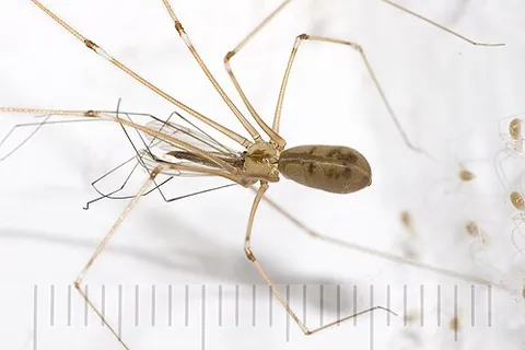 cellar spider: pholcus phalangioides, a common synanthropic spider of the family Pholcidae
