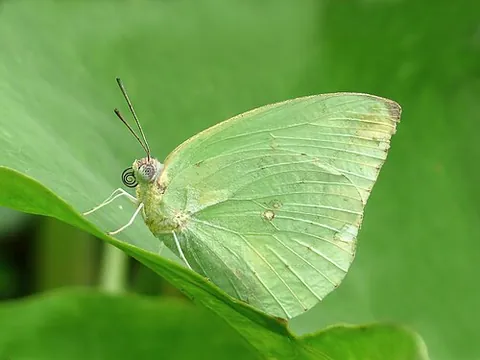 cellspot: a circular marking found on the wings of some butterflies and moths; orbicular stigma
