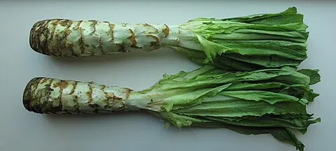 celtuce: a cultivar of lettuce harvested primarily for its stem, which measures 15 to 20 centimeters