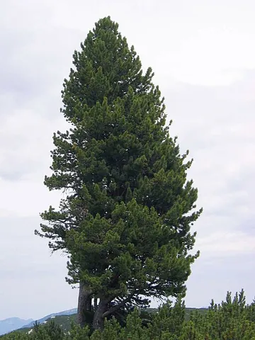 cembra: the Swiss pine, Pinus cembra