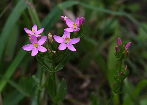 centaury: centaurium, sensu stricto
